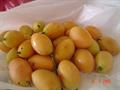 Maprang, gandaria, plum mango, marian mango, ramania, kundang
